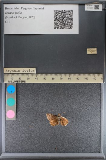 Media type: image;   Entomology 199072
